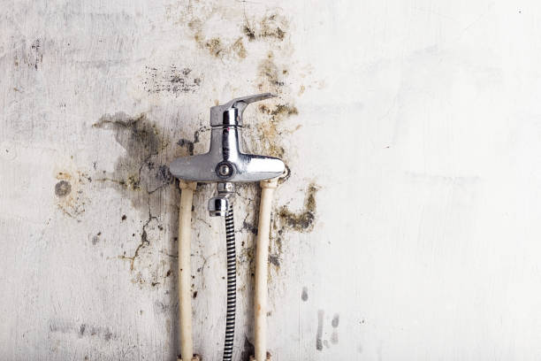 Best White Mold Remediation in North Wildwood, NJ
