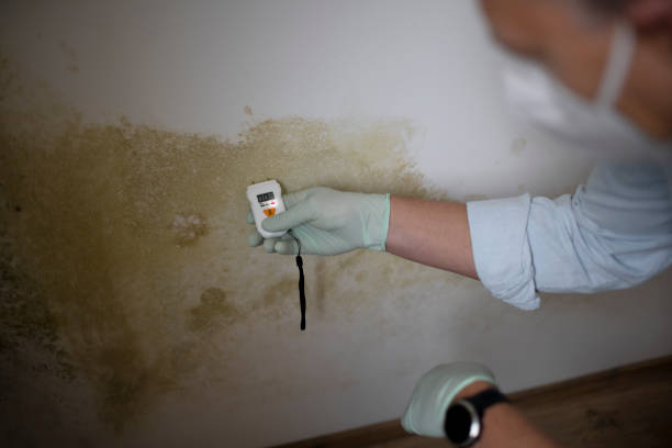 Best Insurance-Related Mold Remediation in North Wildwood, NJ